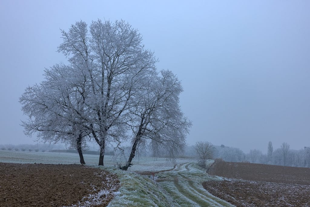 Ruige rijp op de bomen