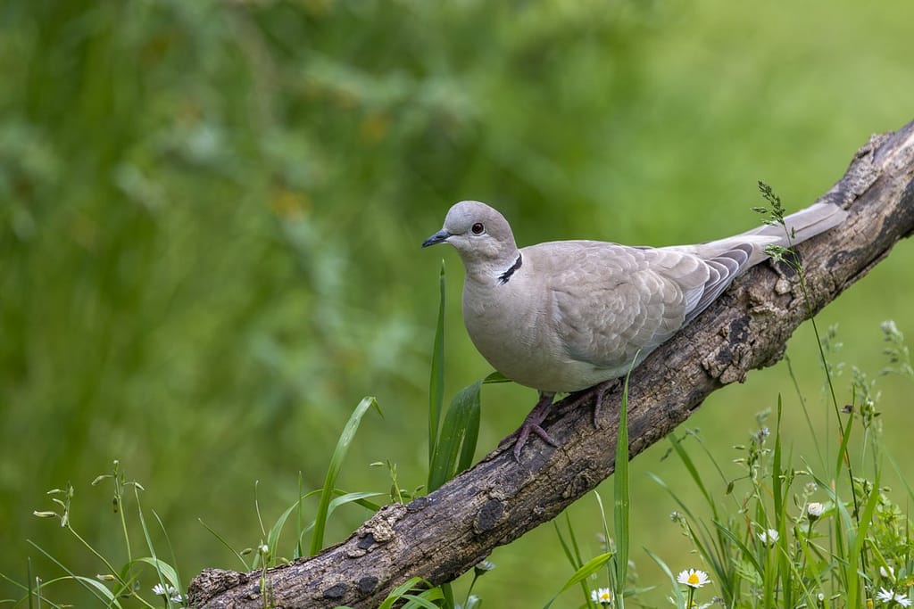 Streptopelia turtur - Zomertortel