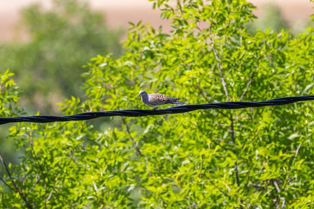Streptopelia turtur - Zomertortel