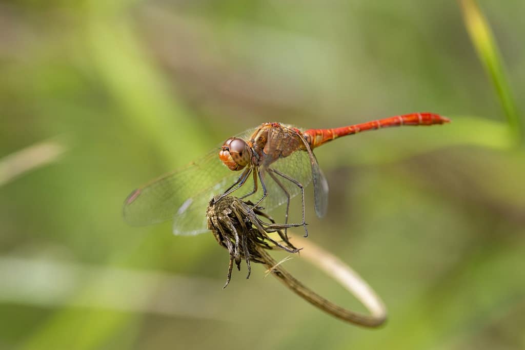 Sympetrum meridionale - Zuidelijke heidelibel