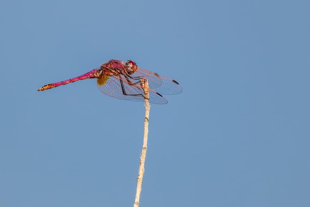 Trithemis annulata - Purperlibel
