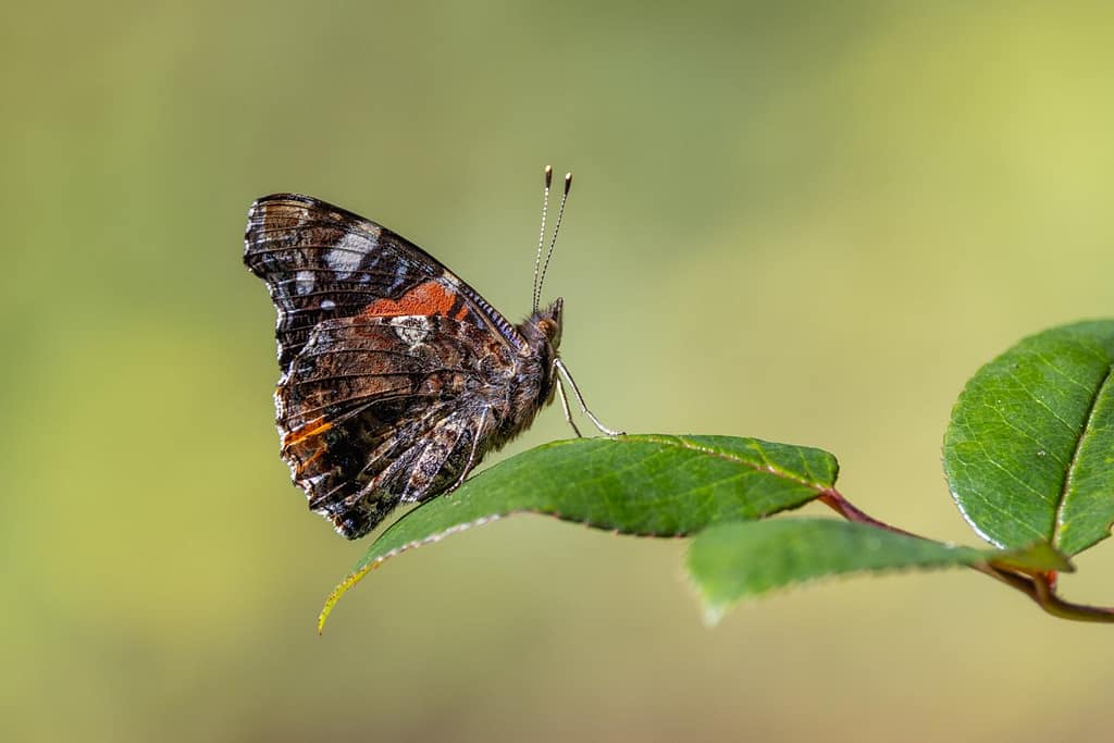 Vanessa atalanta - Atalanta