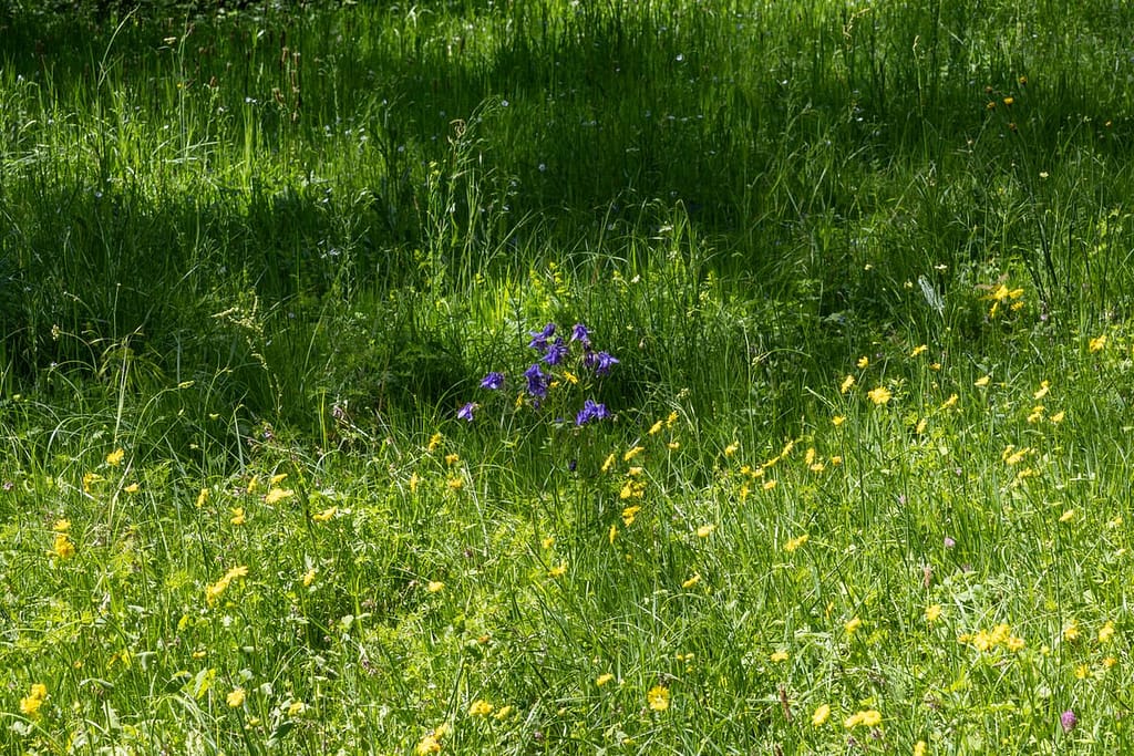 Aquilegia - Akelei
