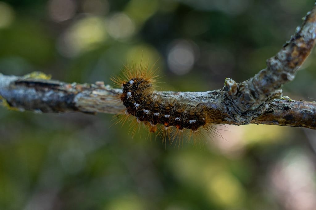 Rups van nachtvlinder, Euproctis chrysorrhoea - Bastaardsatijnvlinder