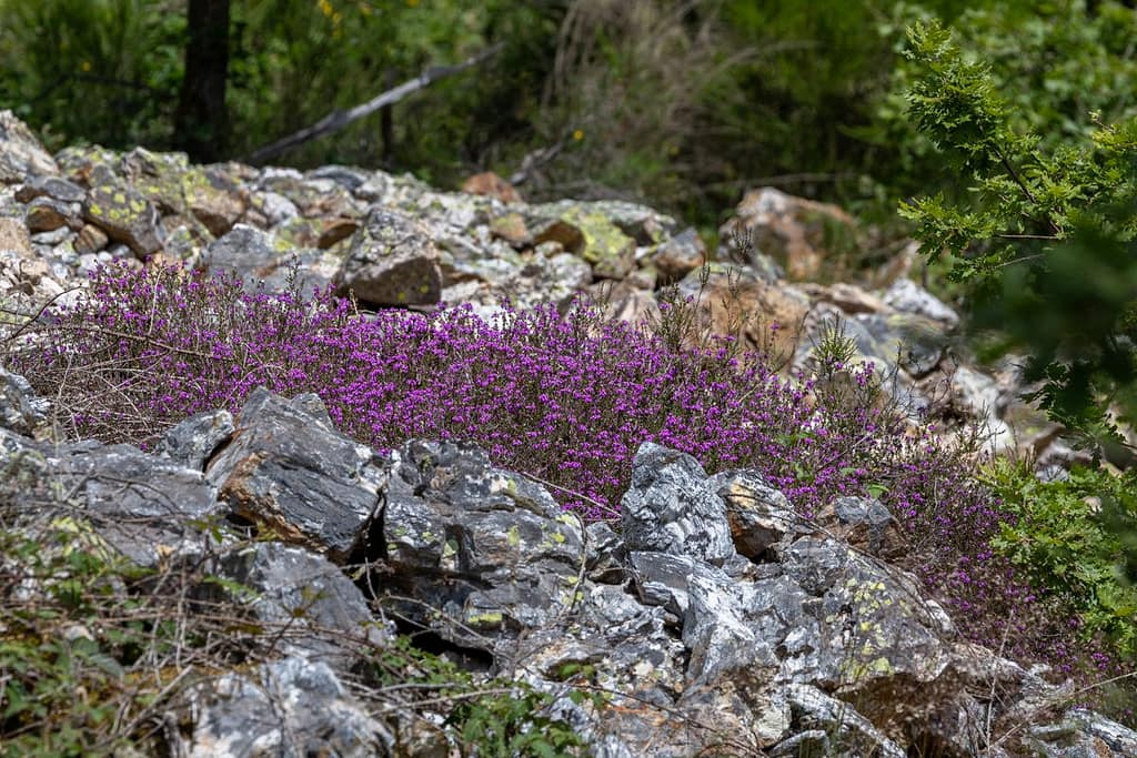 Erica cinerea - Rode dophei