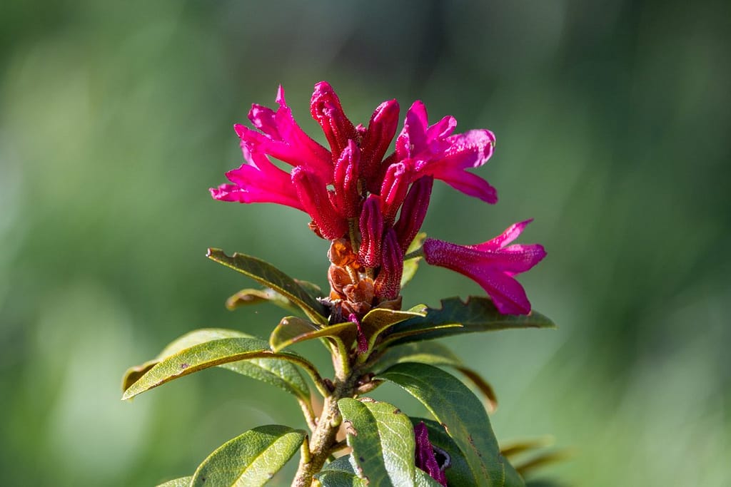 Rhododendron ferrugineum - Gewone alpenroos