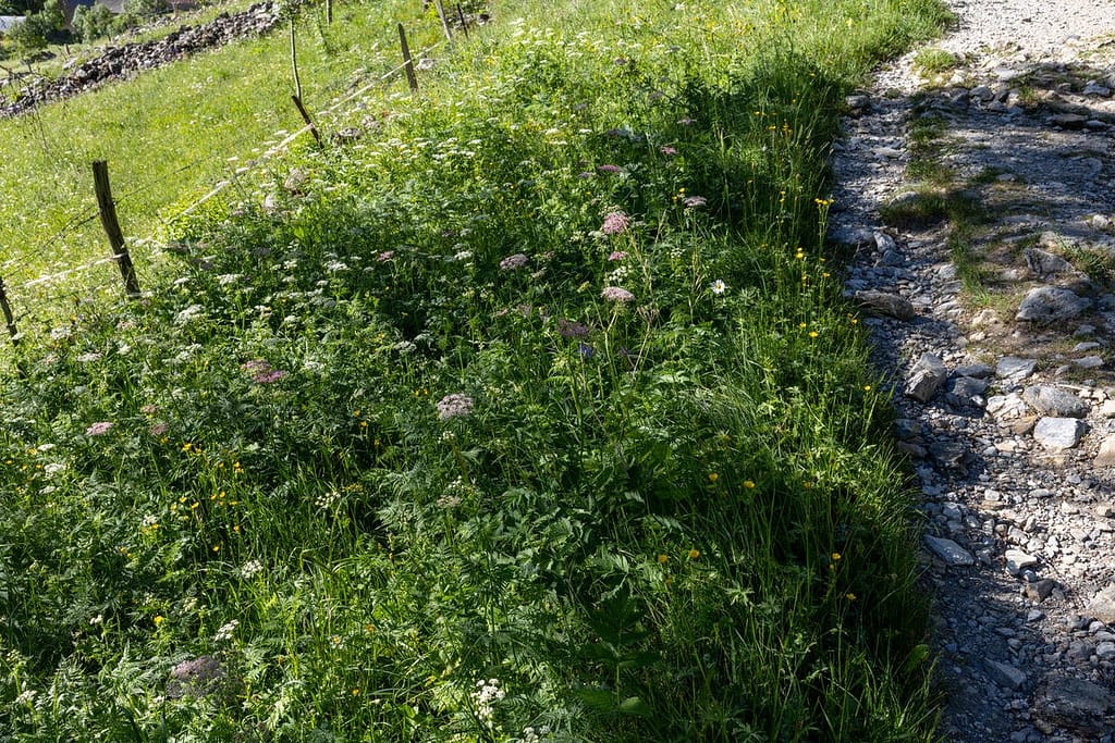 In bloei staande berm