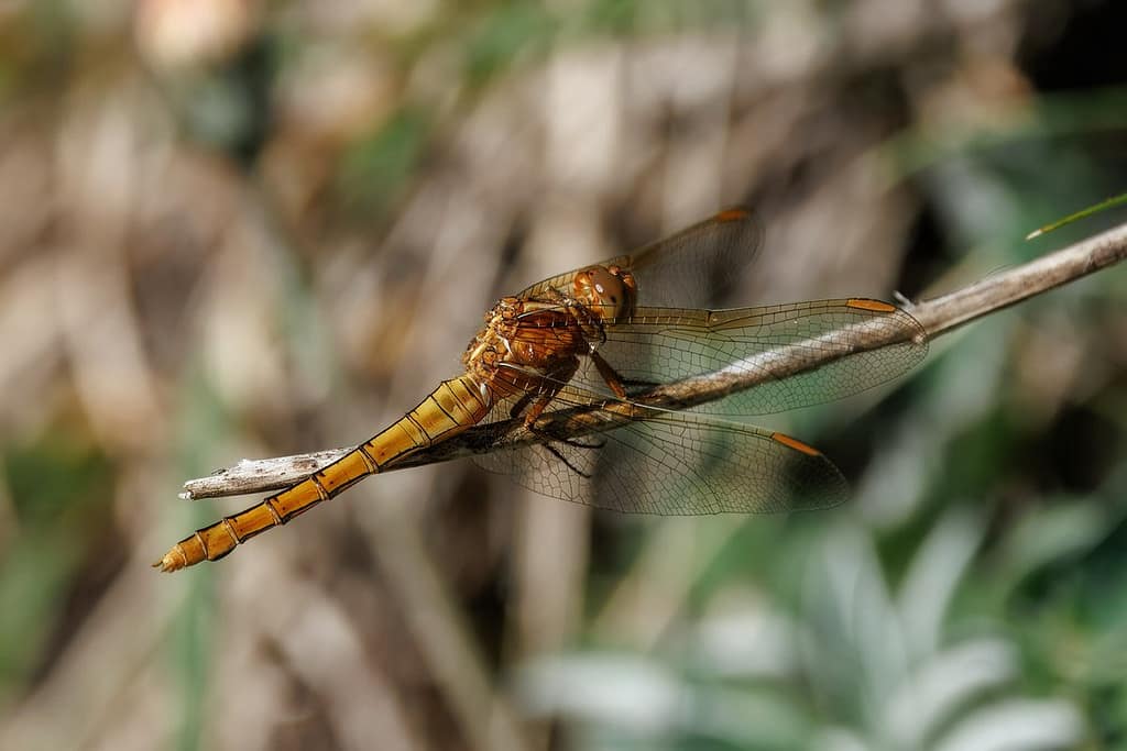 Orthetrum coerulescens - Beekoeverlibel