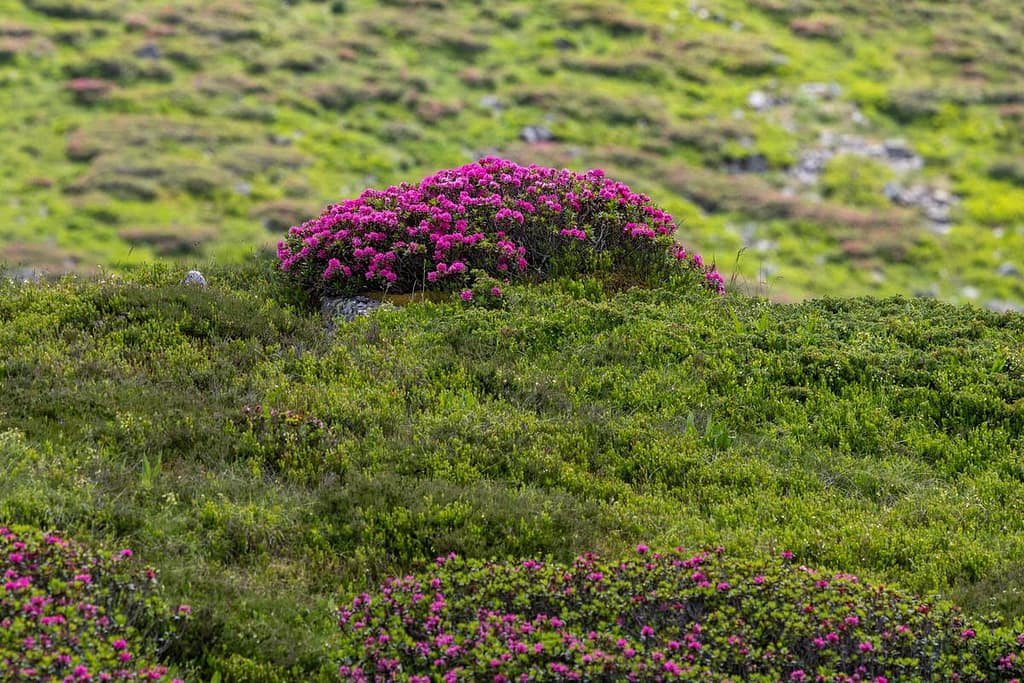 Rhododendron ferrugineum - Gewone alpenroos