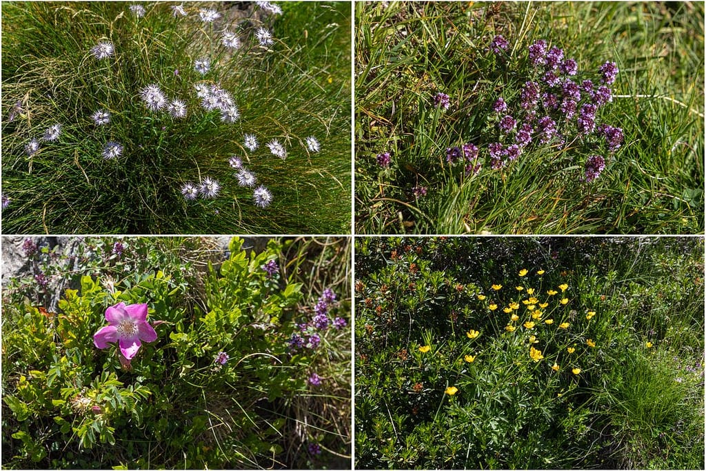 Bloemen Vallée de Soulcem