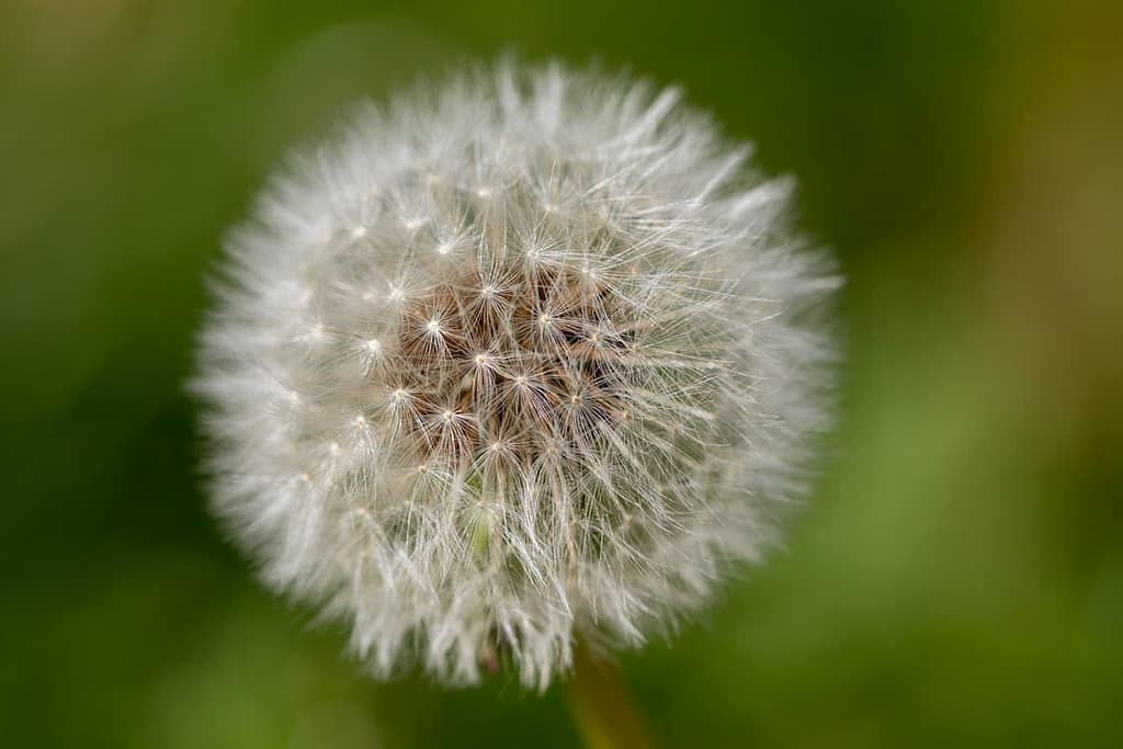 Żaden van paardenbloem