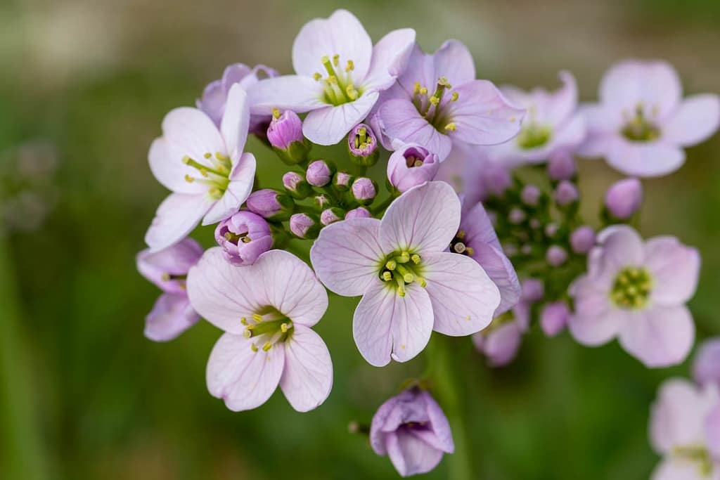 Cardamine pratensis – Pinksterbloem