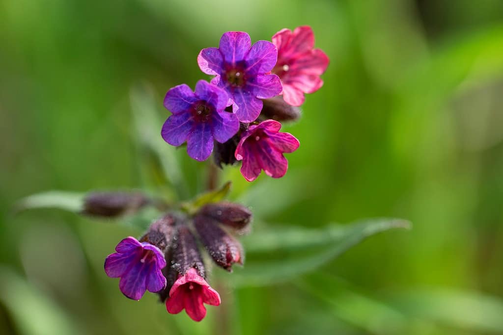 Pulmonaire officinale – gevlekt longkruid