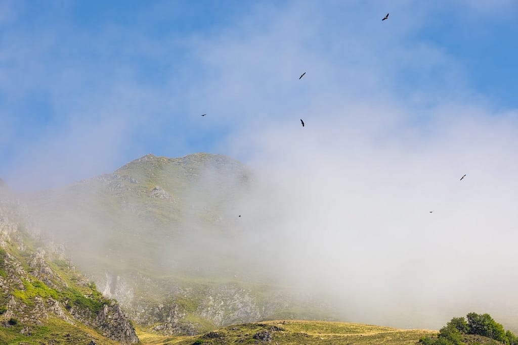 Vautours in de Ariège