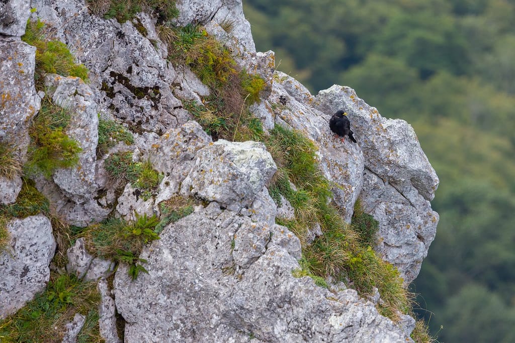 Alpenkauw (Chocard à bec jaune), Pyreneeën
