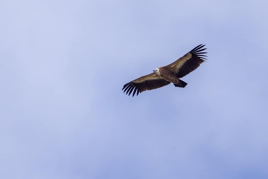 Gier bij de Pic de l'Escalette, Pyreneeën