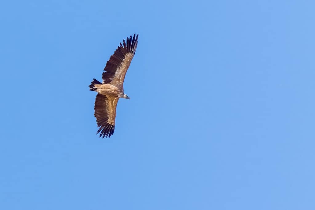 Gier bij Mont Né in de Pyreneeën