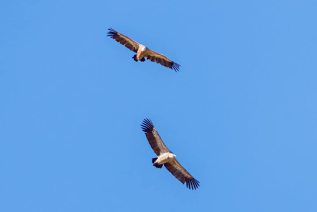 Gieren bij Mont Né in de Pyreneeën