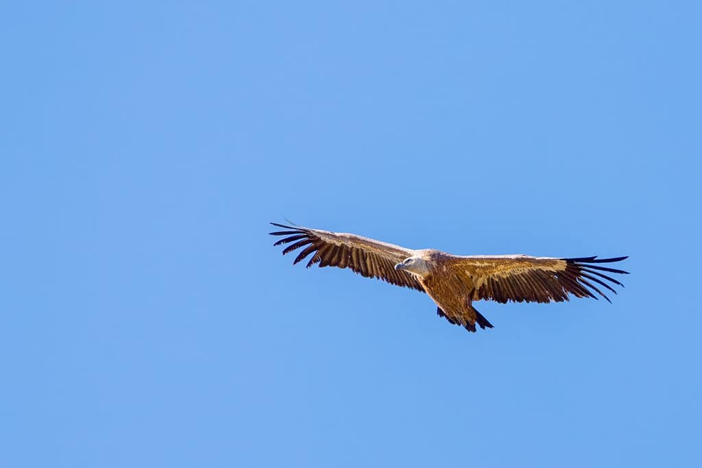 Gier bij Mont Né in de Pyreneeën