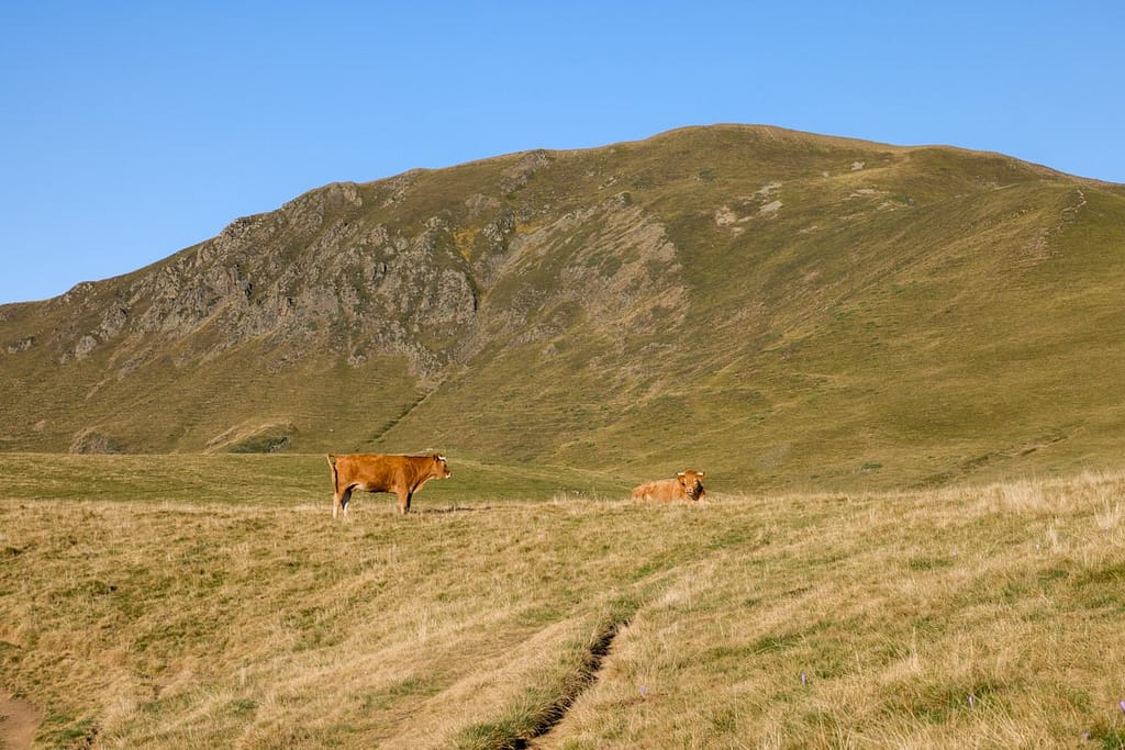 Koeien onderaan de Mont Né, Hautes-Pyrenees