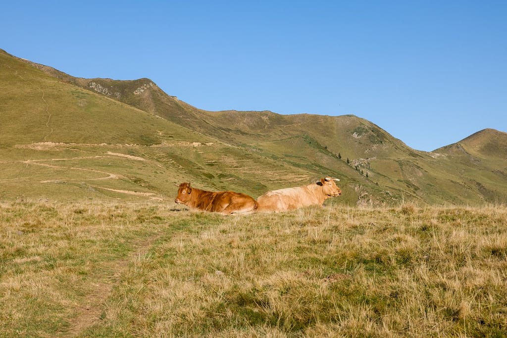 Koeien onderaan de Mont Né, Hautes-Pyrenees