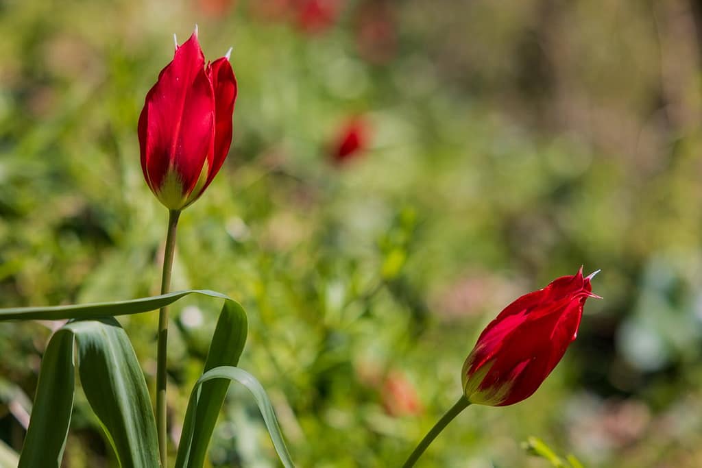 Tulipa agenensis DC
