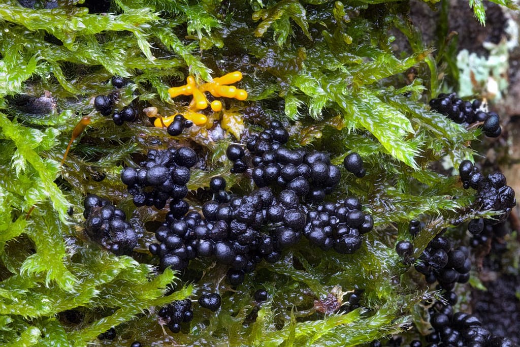 Plasmodiale slijmzwam (stack)