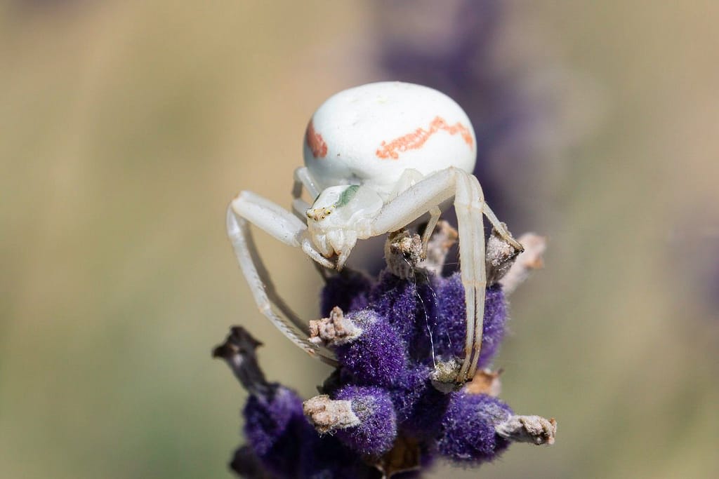 Misumena vatia, gewone kameleonspin