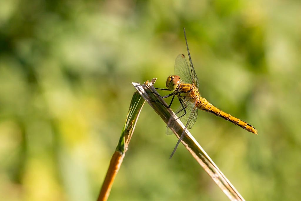 Sympetrum sanguineum, bloedrode heidelibel