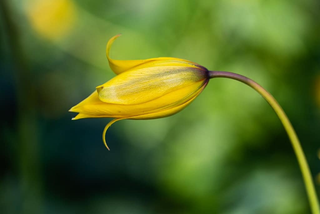 Tulipa sylvestris subsp. sylvestris