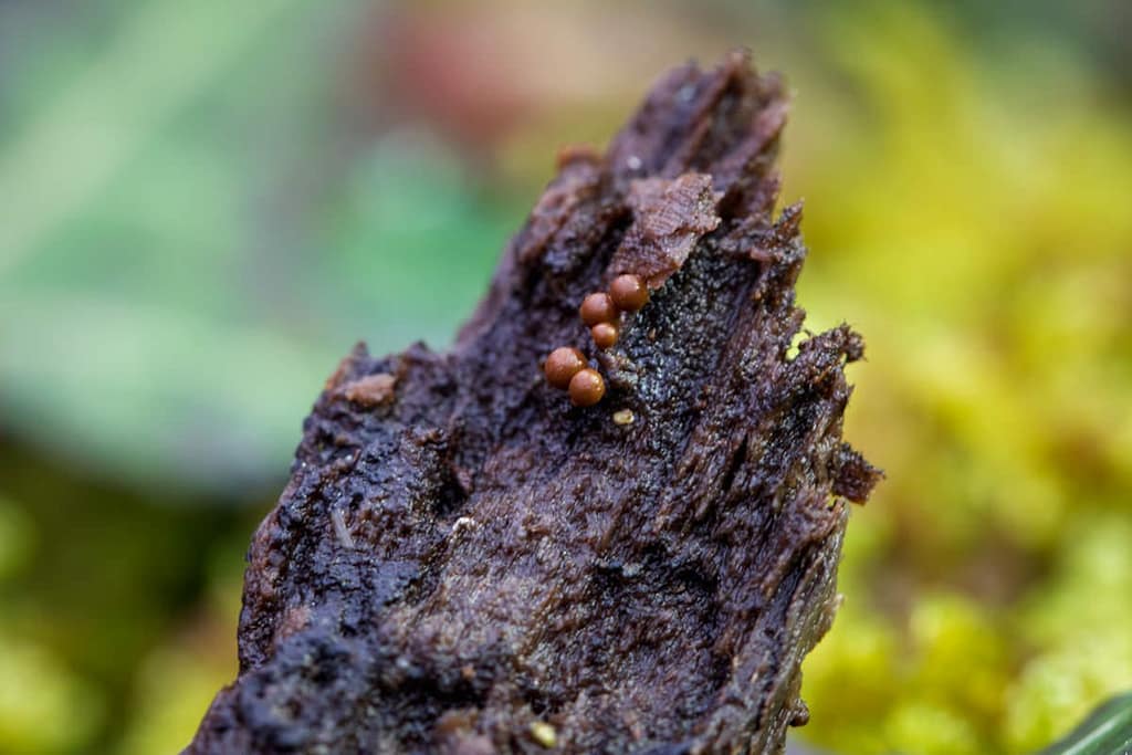 Plasmodiale slijmzwam