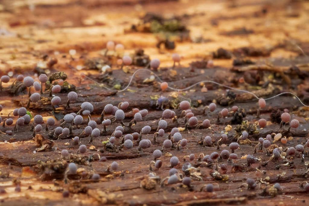 Plasmodiale slijmzwam