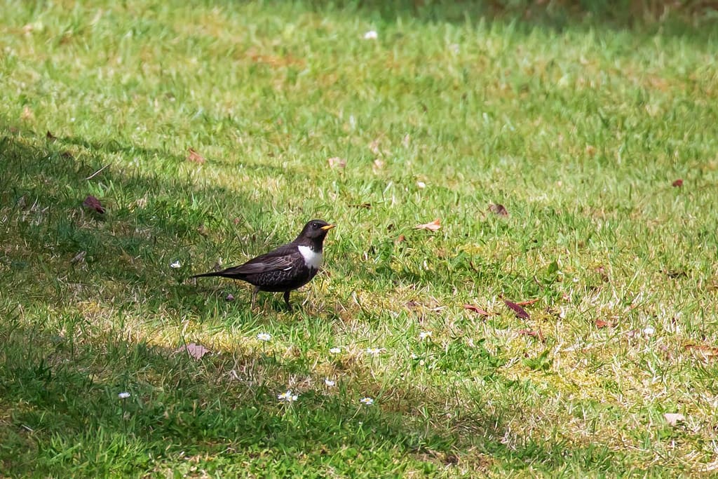 Turdus torquatus - Beflijster