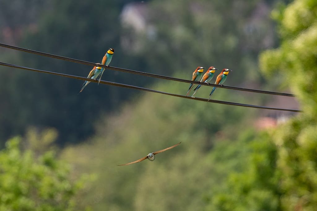 Merops apiaster - Bijeneter