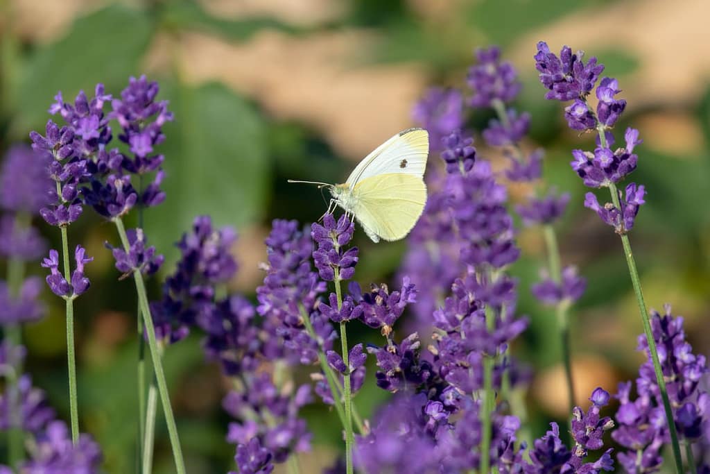Pieris brassicae - Groot koolwitje