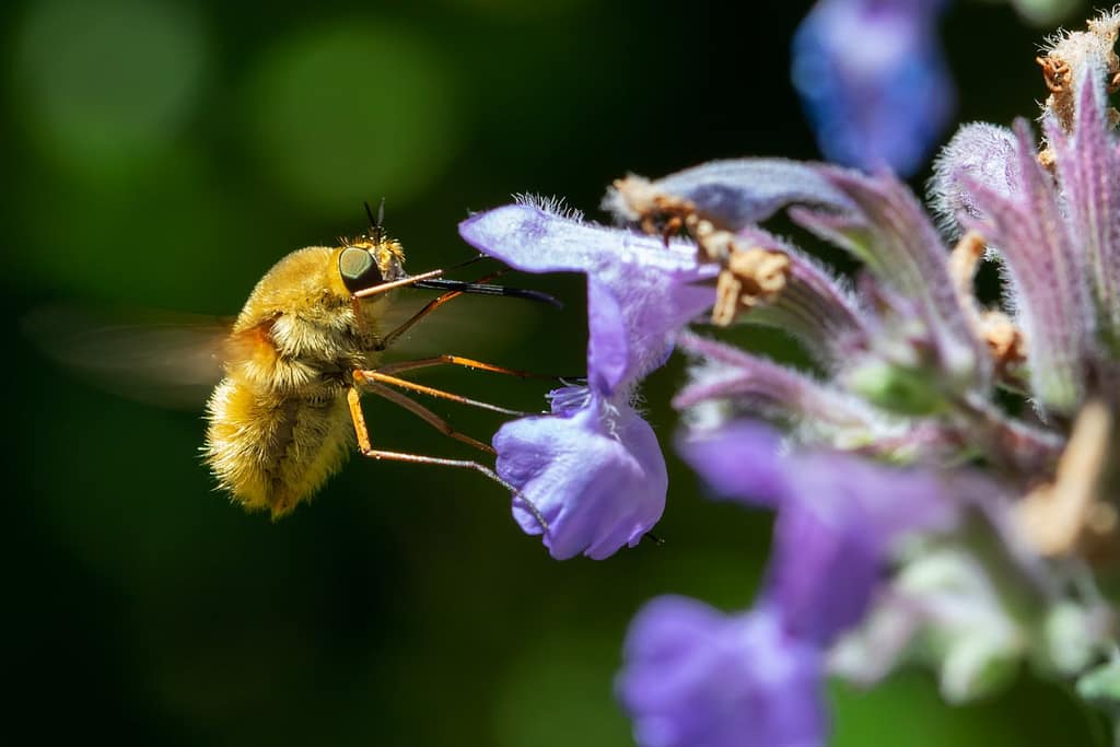 Bombylius Major- Gewone wolzwever