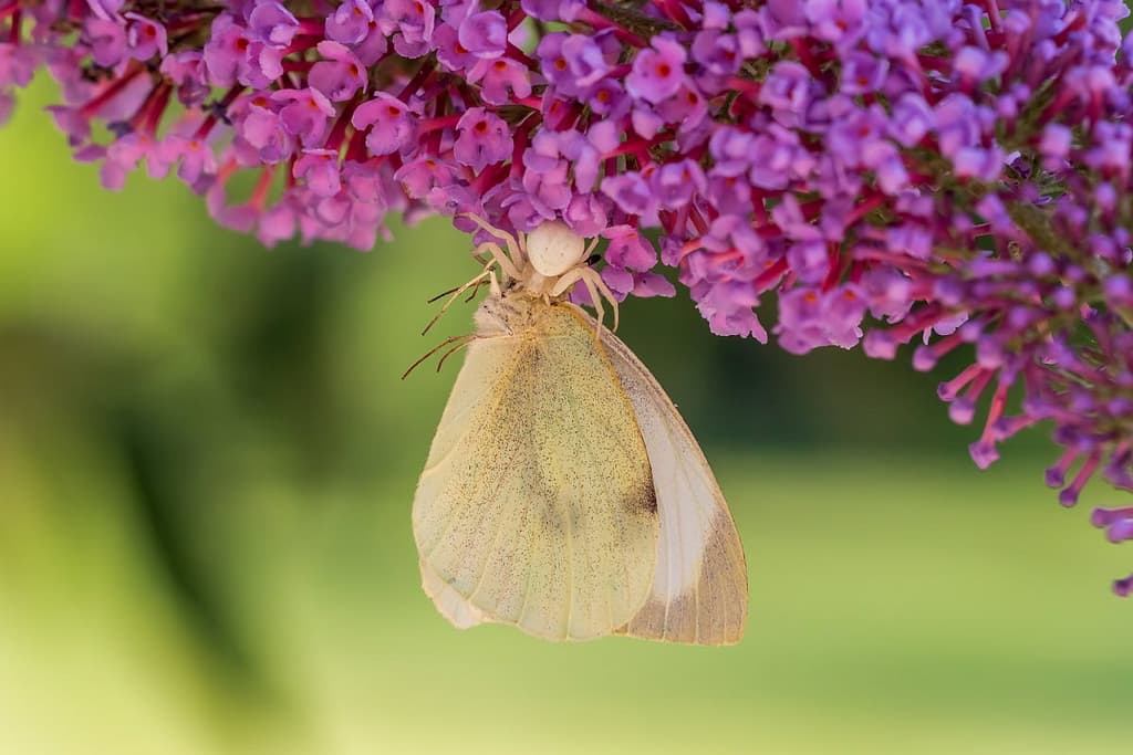 Pieris brassicae - Groot koolwitje / Misumena vatia - gewone kameleonspin