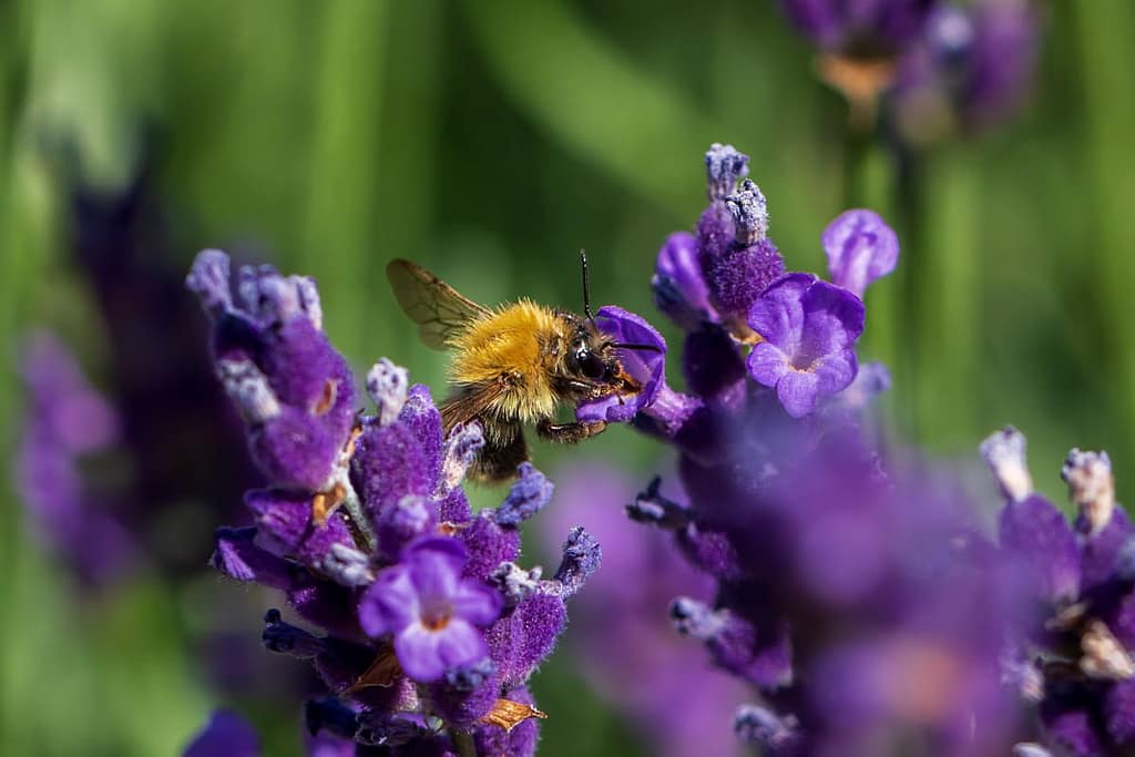 Bombus pascuorum-Akkerhommel