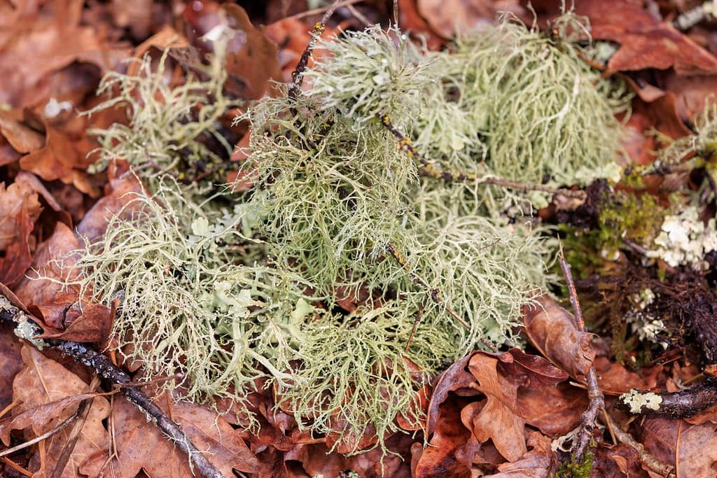 Ramanila farinacea - Melig takmos