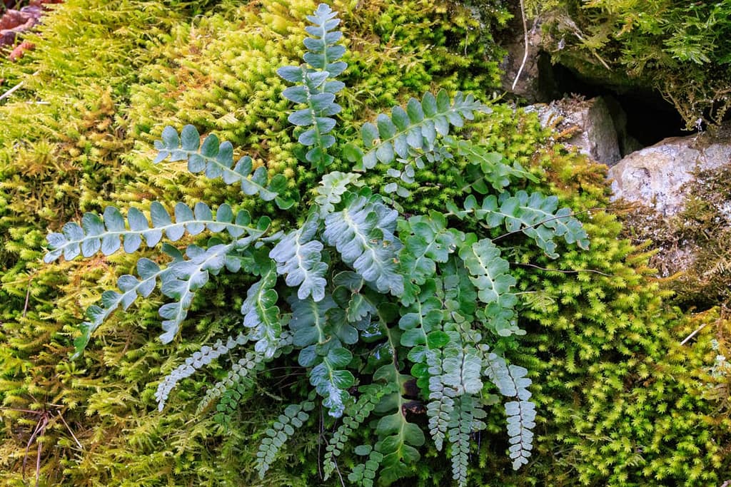 Asplenium ceterach - schubvaren