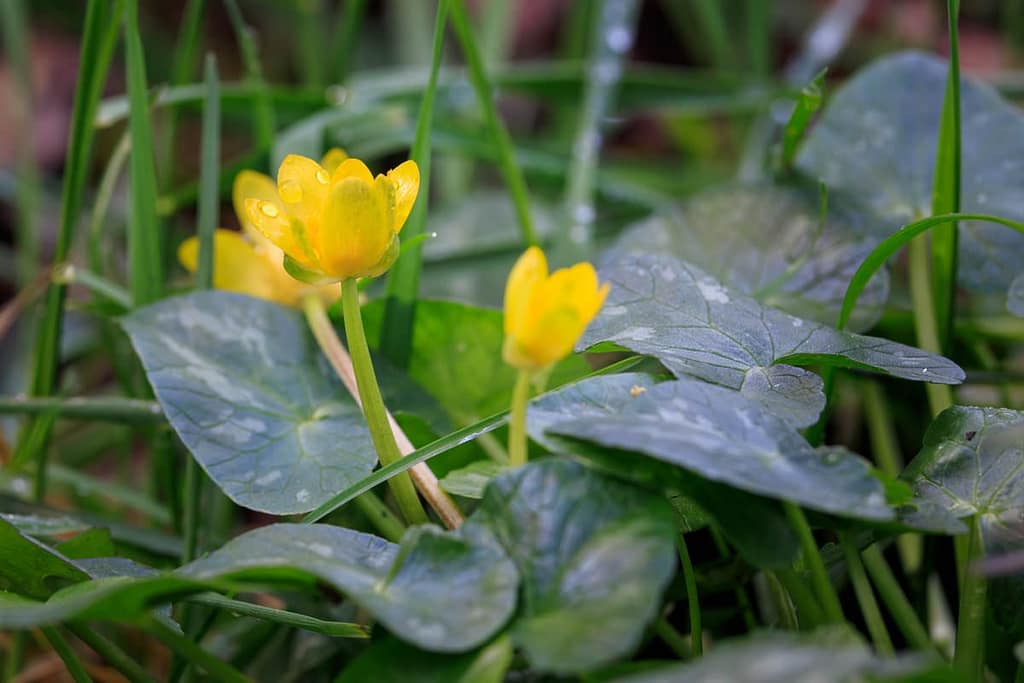 Caltha palustris - Dotterbloem