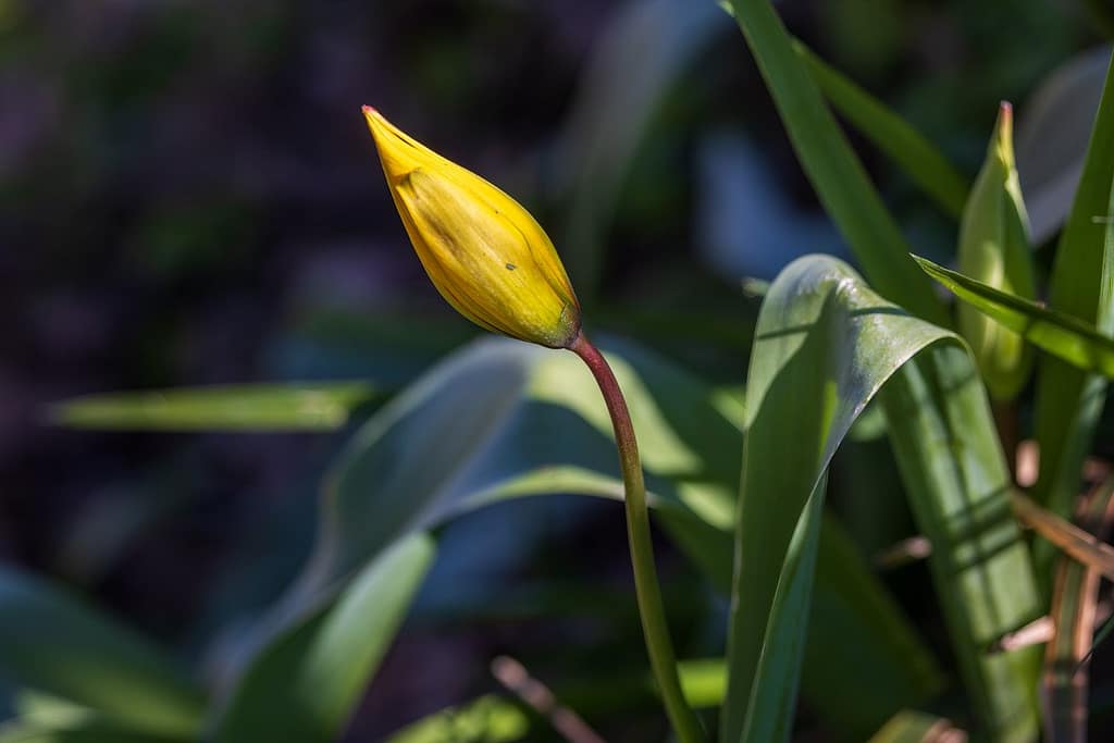 Tulipa sylvestris subsp. sylvestris
