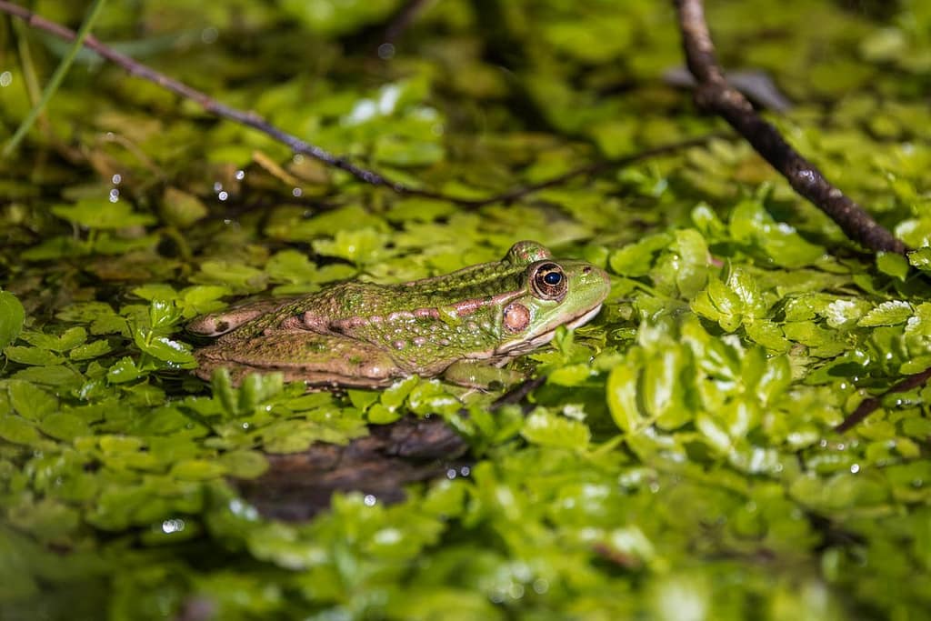 Pelophylax spec. - groene kikker