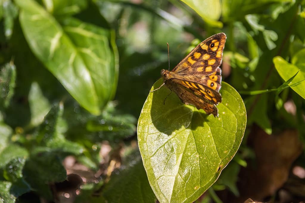 Paragne Aegeria - Bont zandoogje