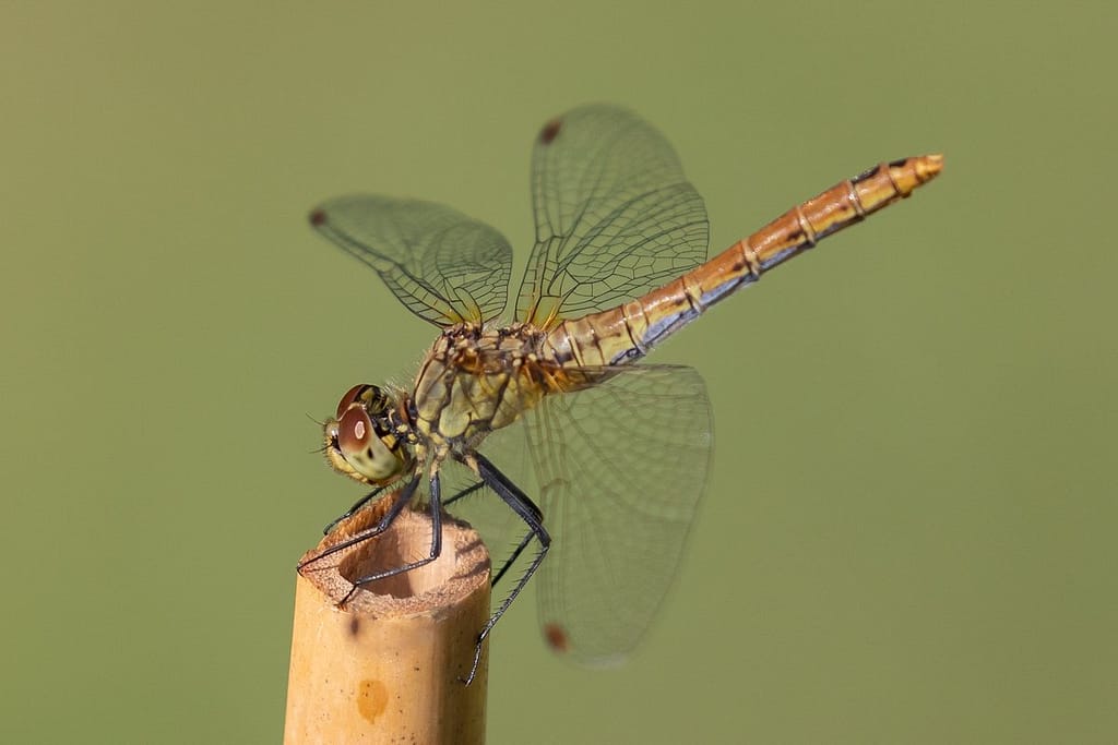 Sympetrum Sanguineum - Bloedrode heidelibel