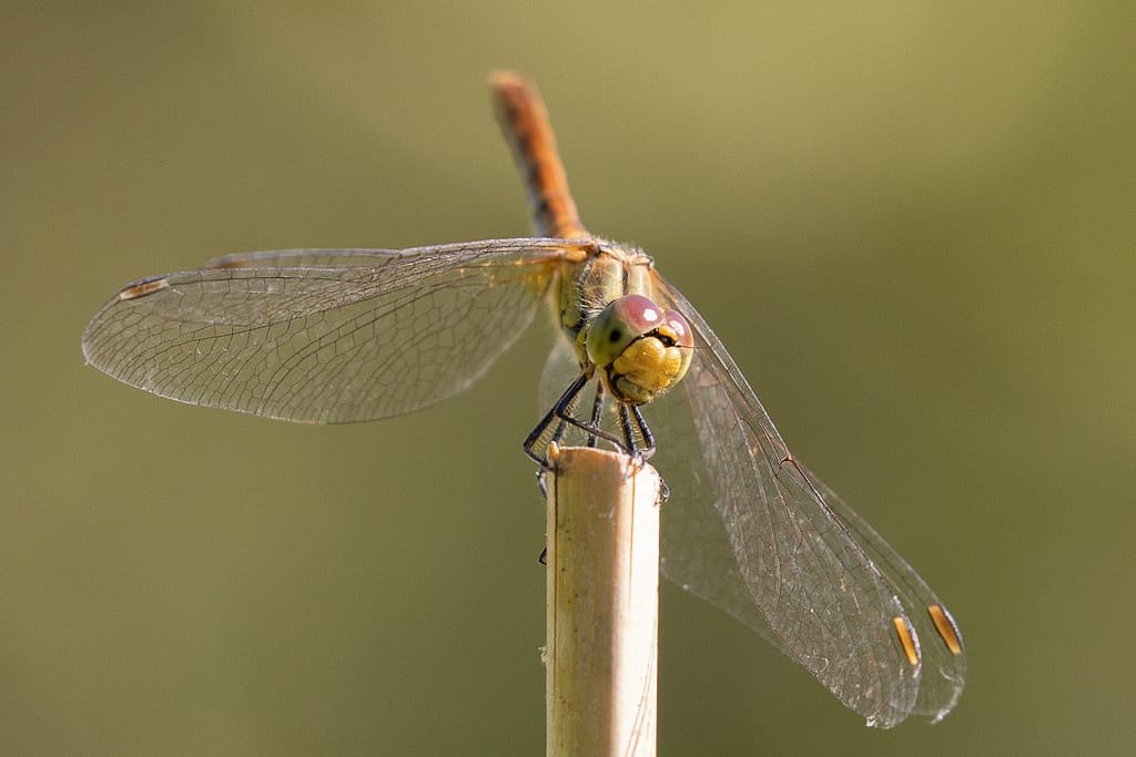 Sympetrum Sanguineum - Bloedrode heidelibel