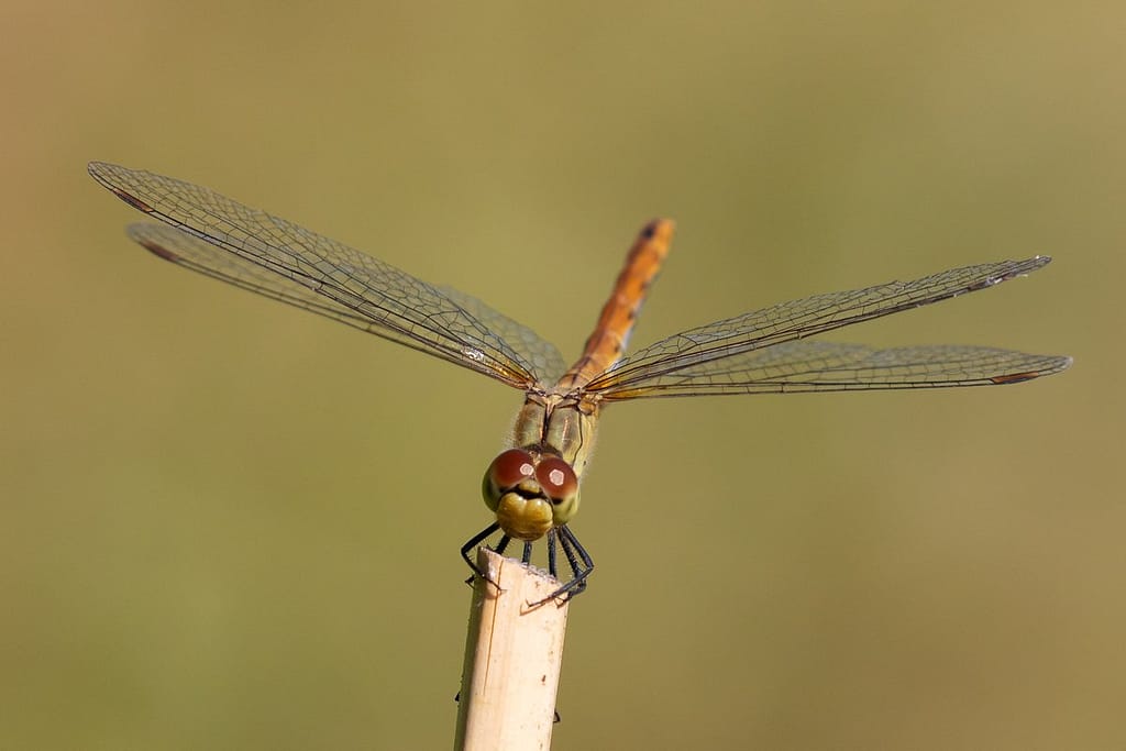 Sympetrum Sanguineum - Bloedrode heidelibel
