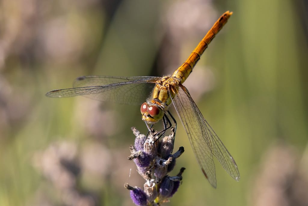 Sympetrum Sanguineum - Bloedrode heidelibel