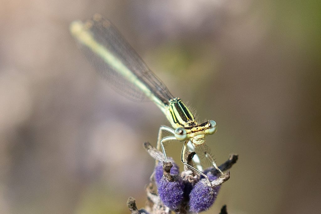 Platycnemis latipes - Witte breedscheenjuffer