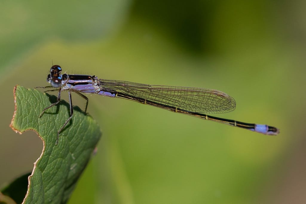 Ischnura Elegans - Lantaarntje